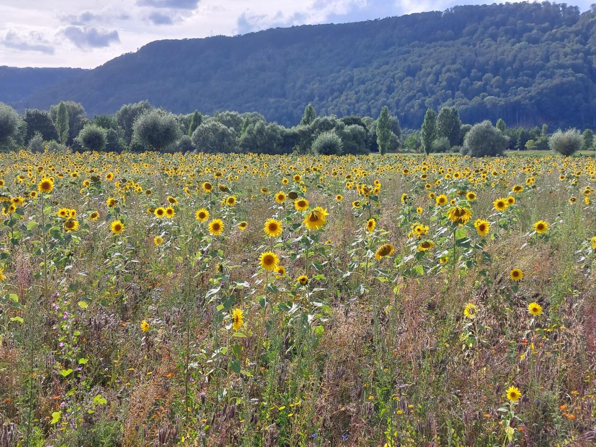 Mw 82m2 Weserbergland An Der Weser 2 Terrassen Waesche Und Endreinigung *